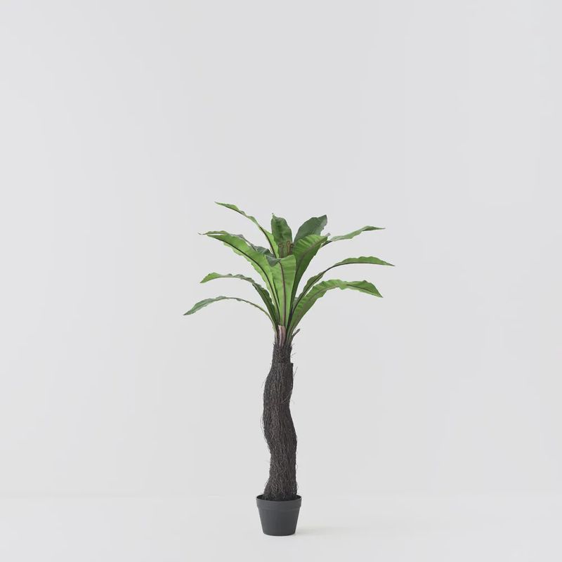 Fern Birds Nest Plant Green 120cmh