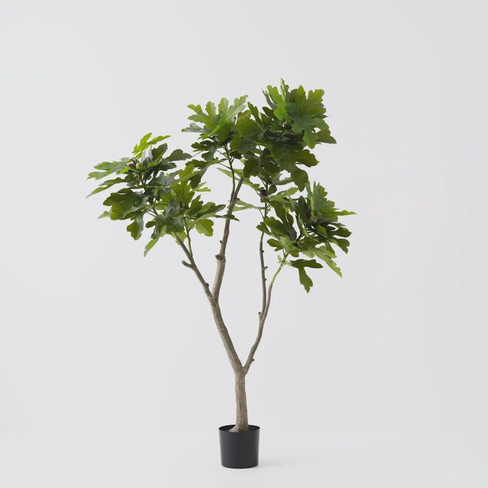 Fig Tree Green 180cmh
