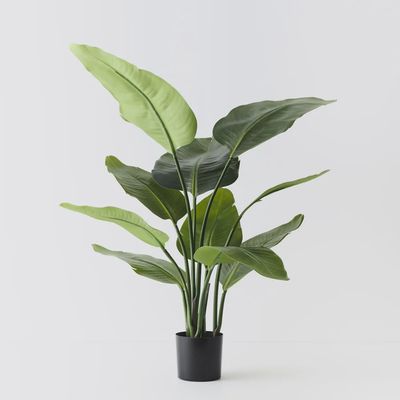 Bird of Paradise Plant Green 90cm