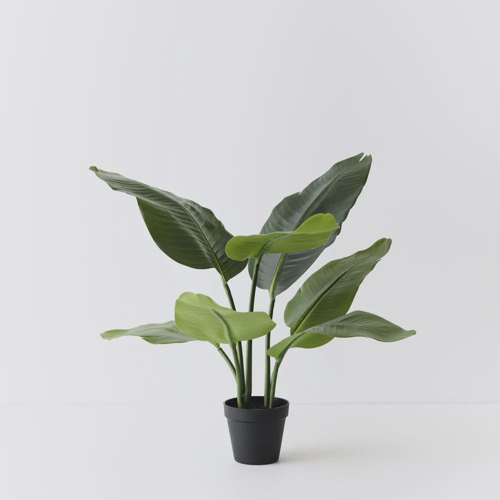 Bird of Paradise Plant Green 60cm