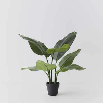 Bird of Paradise Plant Green 60cm