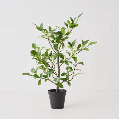 Ficus Plant Green 49cm