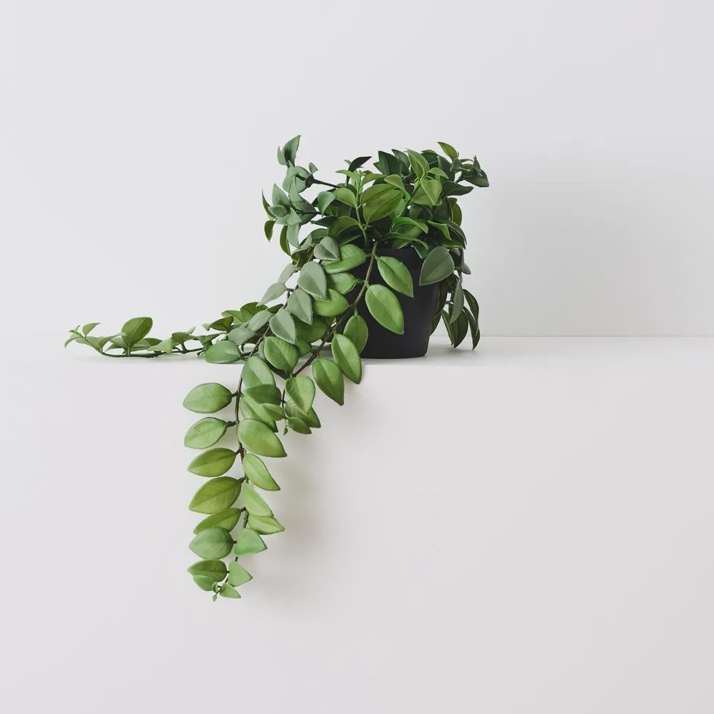 Locust Honey Plant Green 50cm