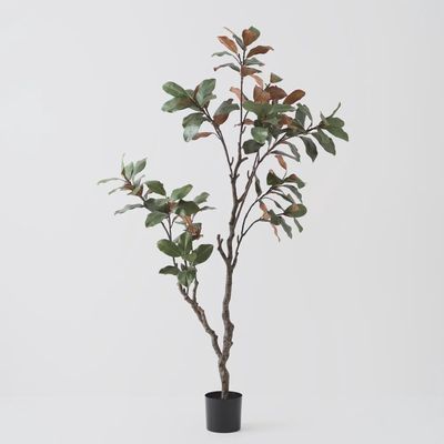 Magnolia Tree Green 210cm
