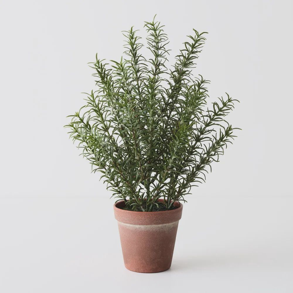 Rosemary Plant Green 38cm