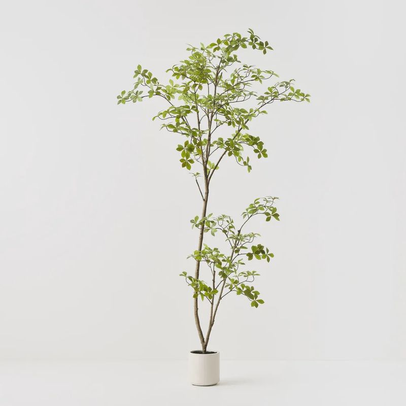 Cape Jasmine Tree Green 200cmh