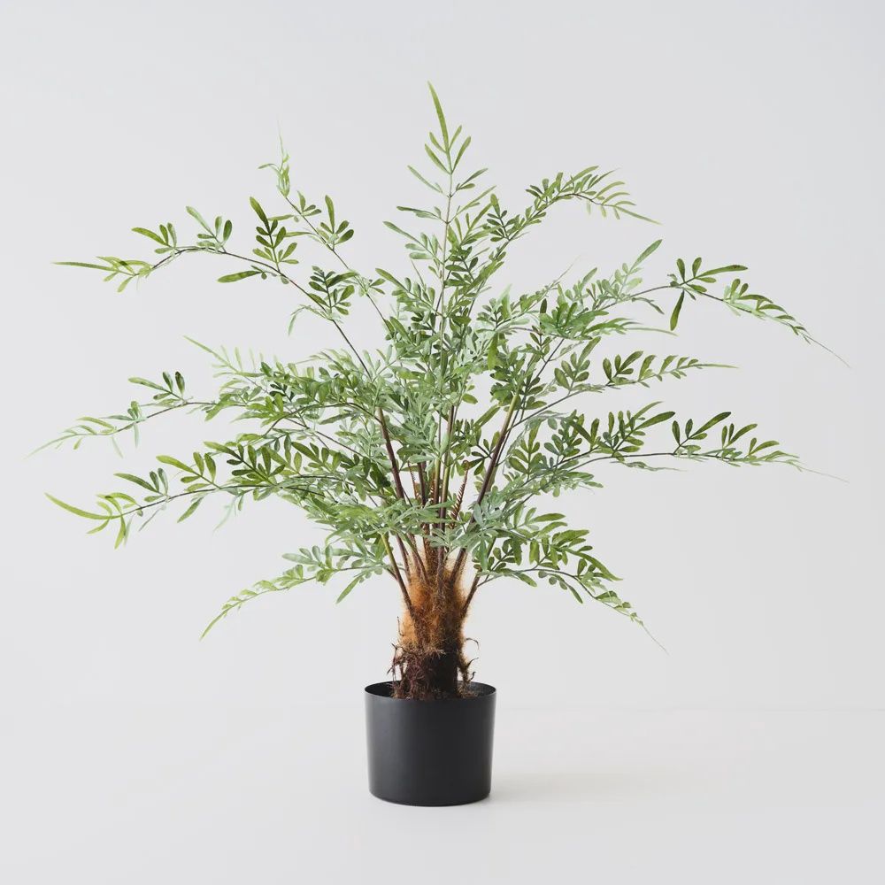 Fern Lydgodium Plant Green 92cmh