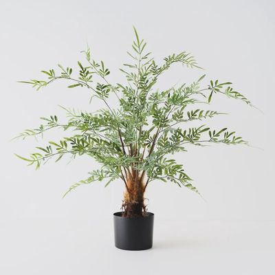 Fern Lydgodium Plant Green 92cmh