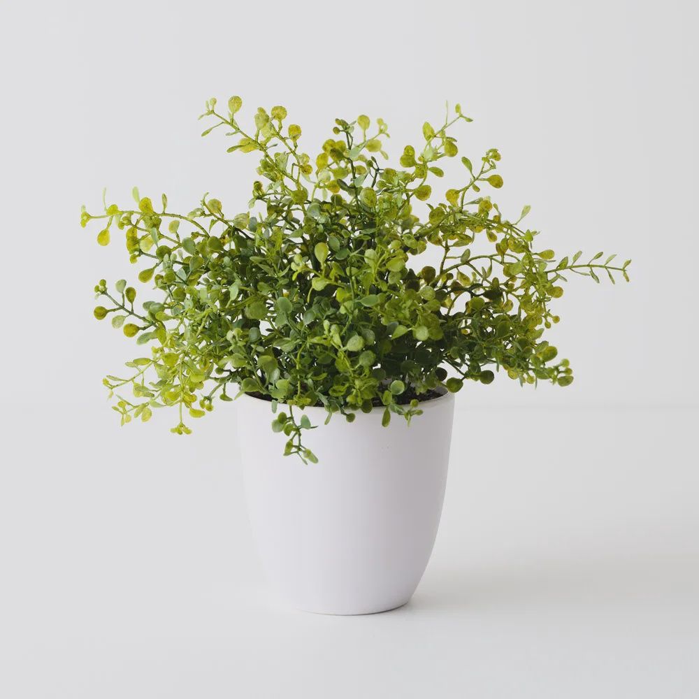 Boxwood Plant Green 28cmh