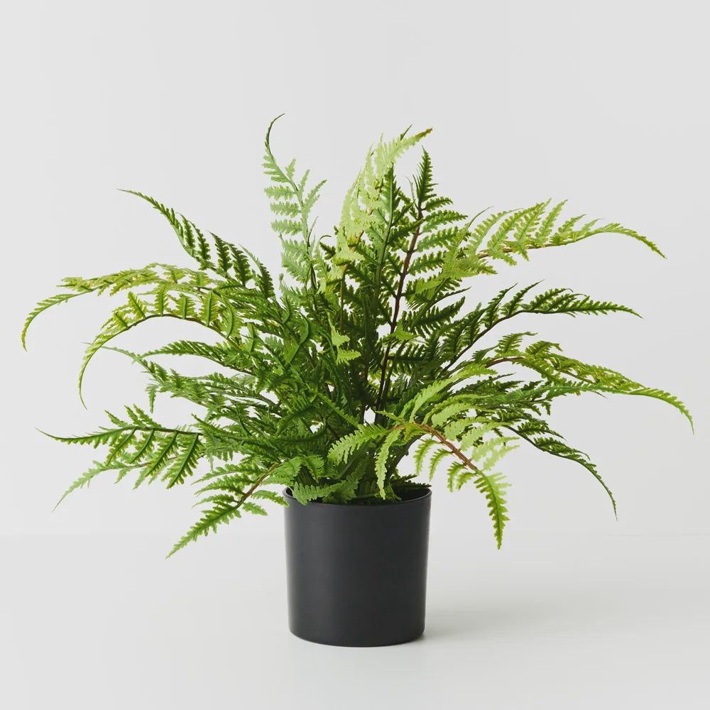Fern Leather Plant Green 46cmh