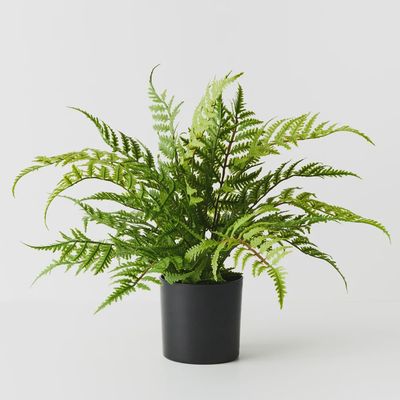 Fern Leather Plant Green 46cmh