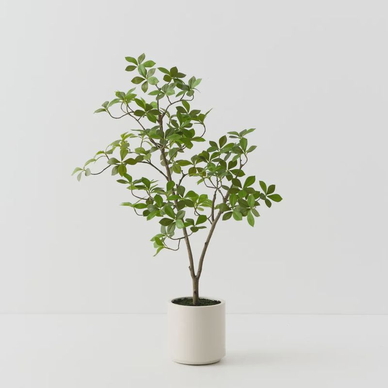 Cape Jasmine Tree Green 90cmh