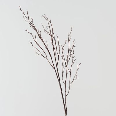 Twig Cottonwood Spray Brown Wash 99cml