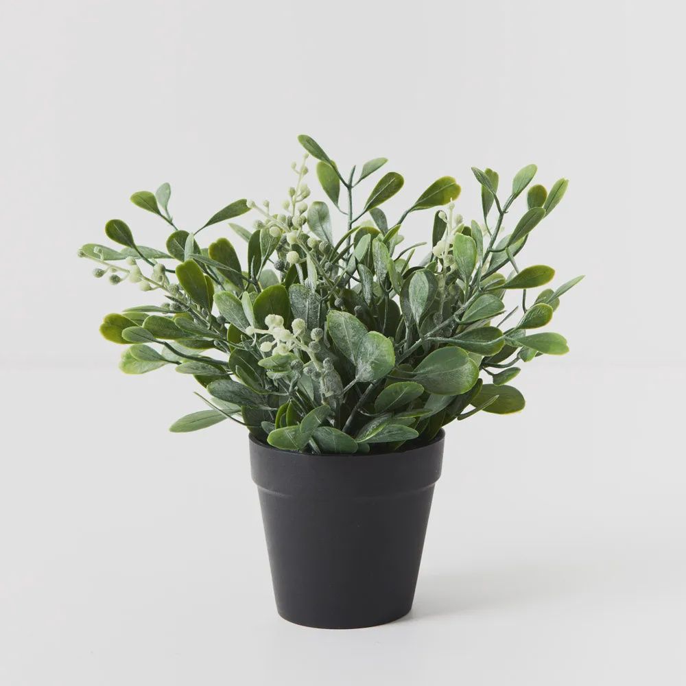Boxwood Berry Bush in Pot Grey Green 24cmh