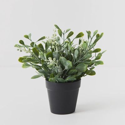 Boxwood Berry Bush in Pot Grey Green 24cmh
