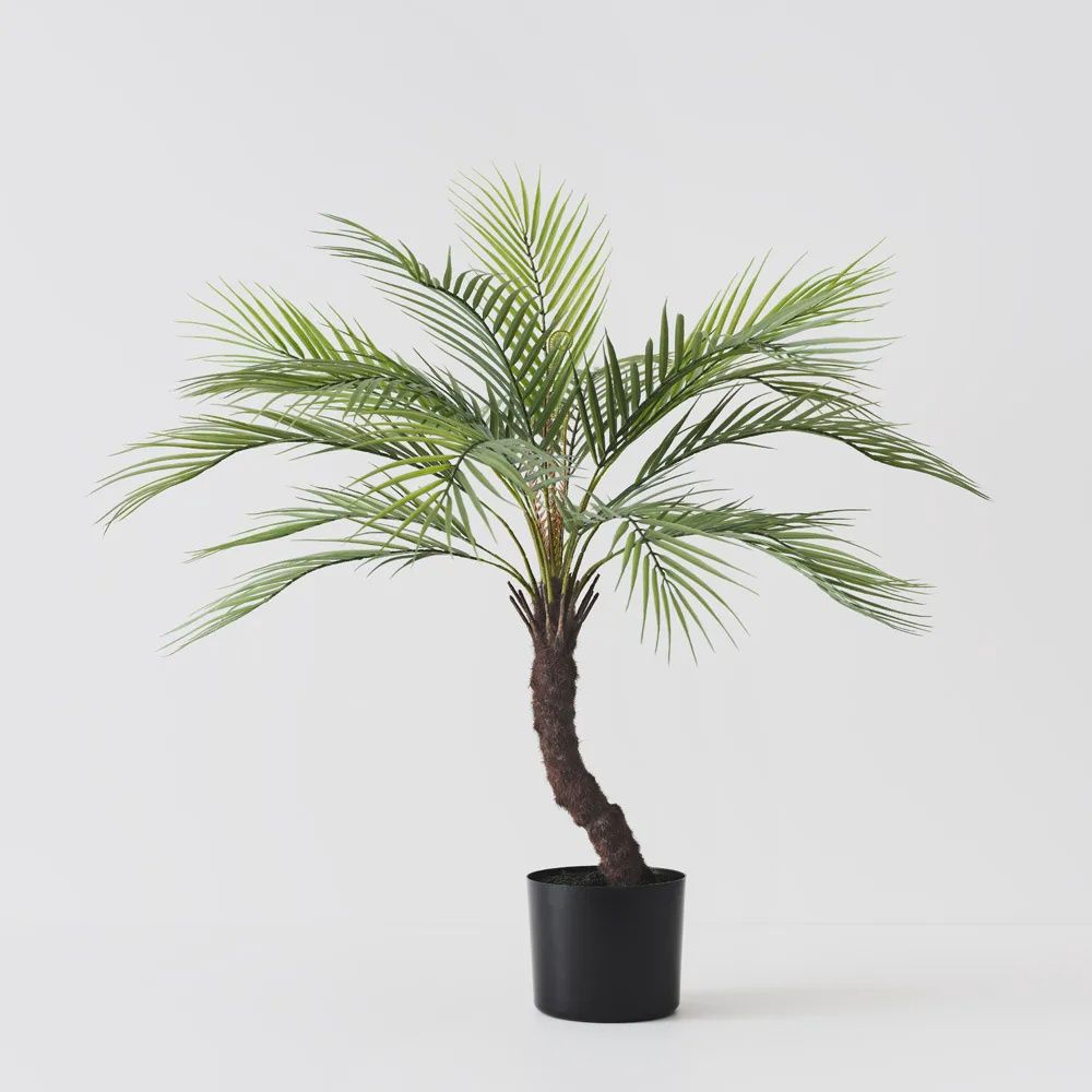 Palm Phoenix Grey Green 76cmh