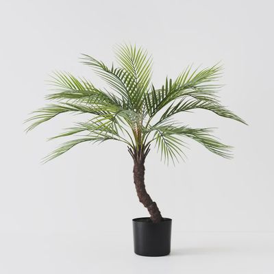 Palm Phoenix Grey Green 76cmh
