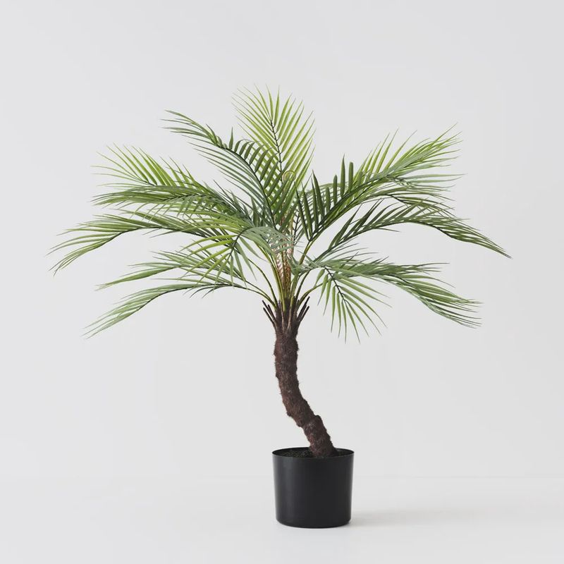 Palm Phoenix Grey Green 76cmh