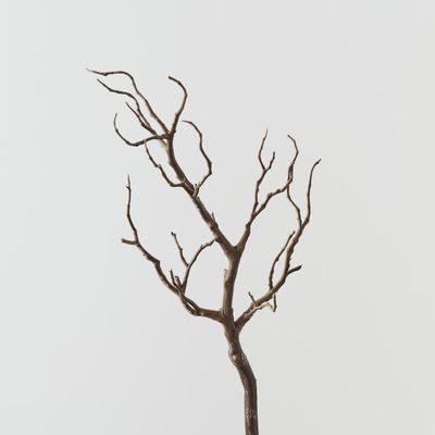 Twig Coral Branch Brown 66cml