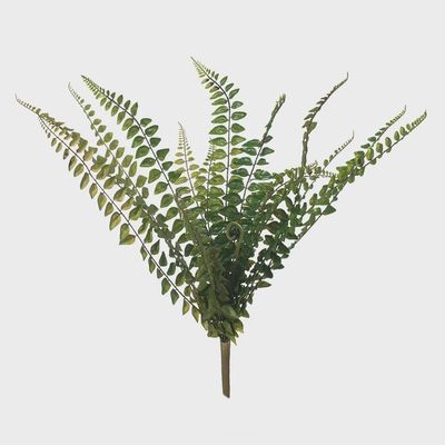 Fern Jewel Bush Green 45cml