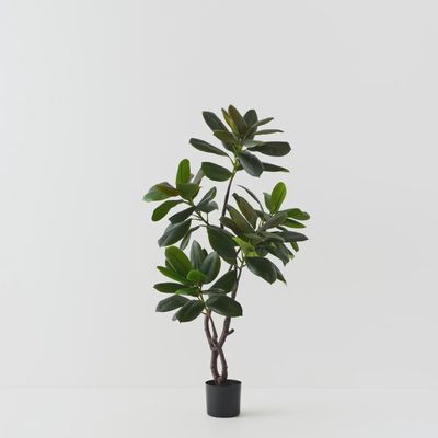 Rubber Tree Green 145cmh