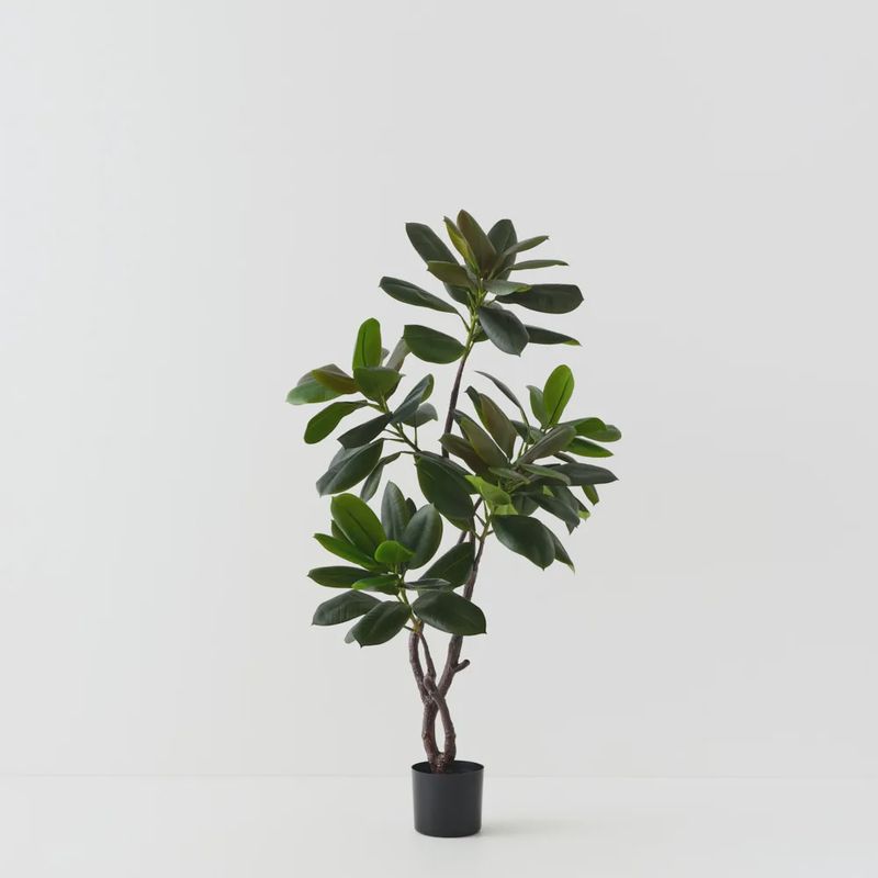 Rubber Tree Green 145cmh