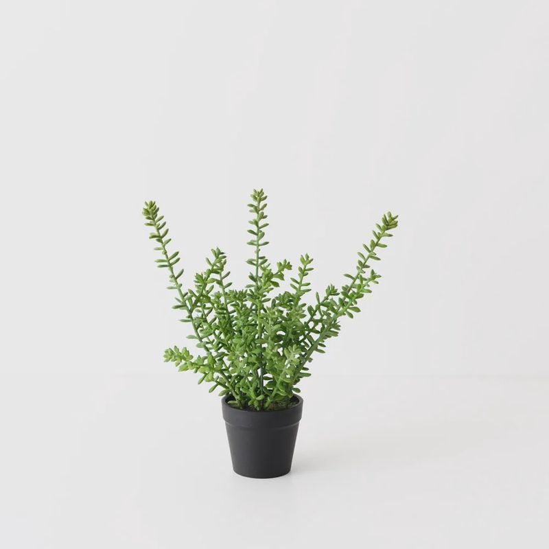 Sedum Plant Green 25cmh