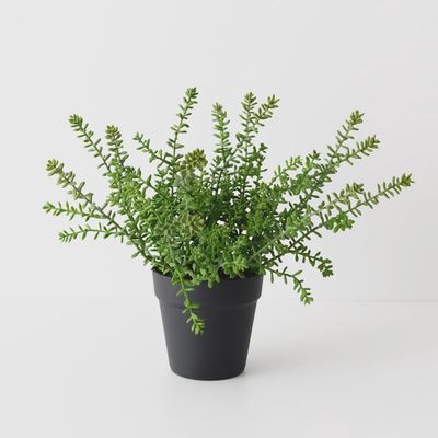 Sedum Plant Green 37cmh