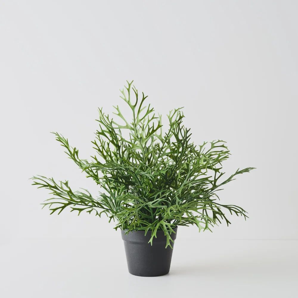 Fern Staghorn Plant Green 53cmh