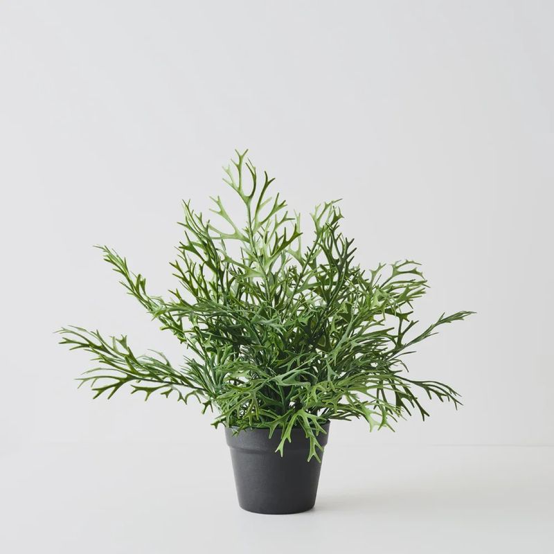 Fern Staghorn Plant Green 53cmh