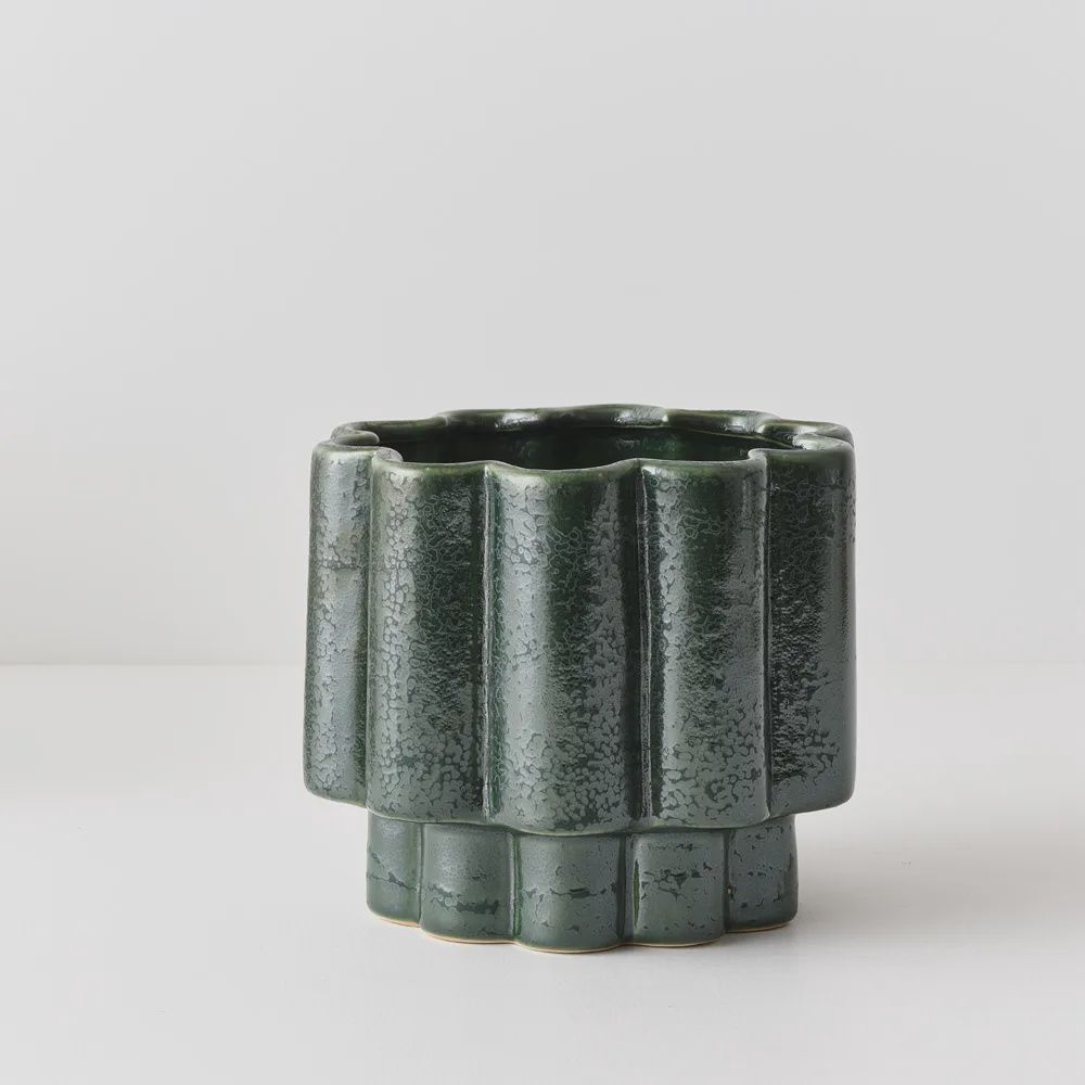 Gustel Pot Pine 16cmh x 18cmd