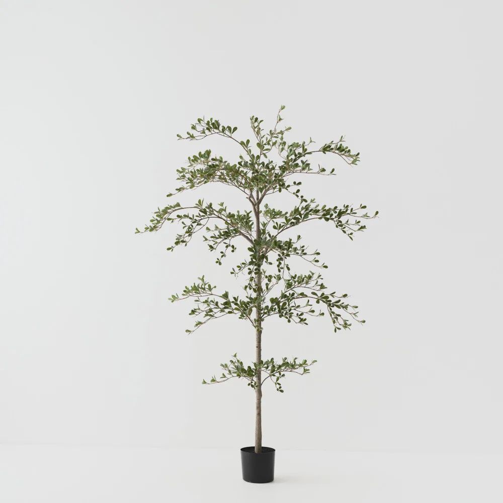 Black Olive Tree Green 180cmh