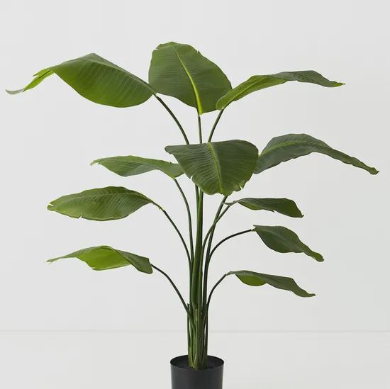 Bird of Paradise Plant Green 150cmh