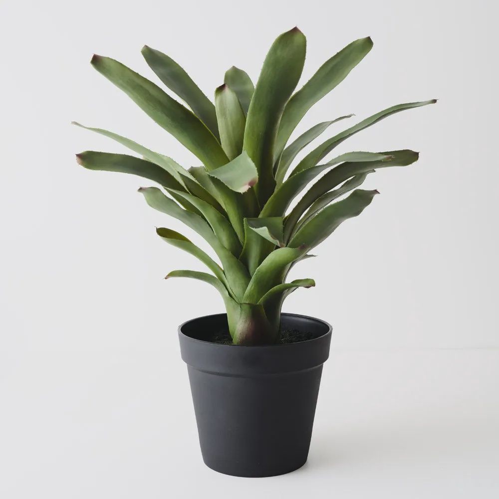 Bromeliad Plant 60cm
