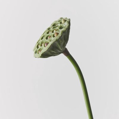 Lotus Pod Green Burgundy
