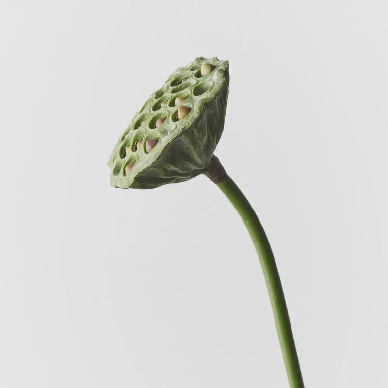 Lotus Pod Green Burgundy