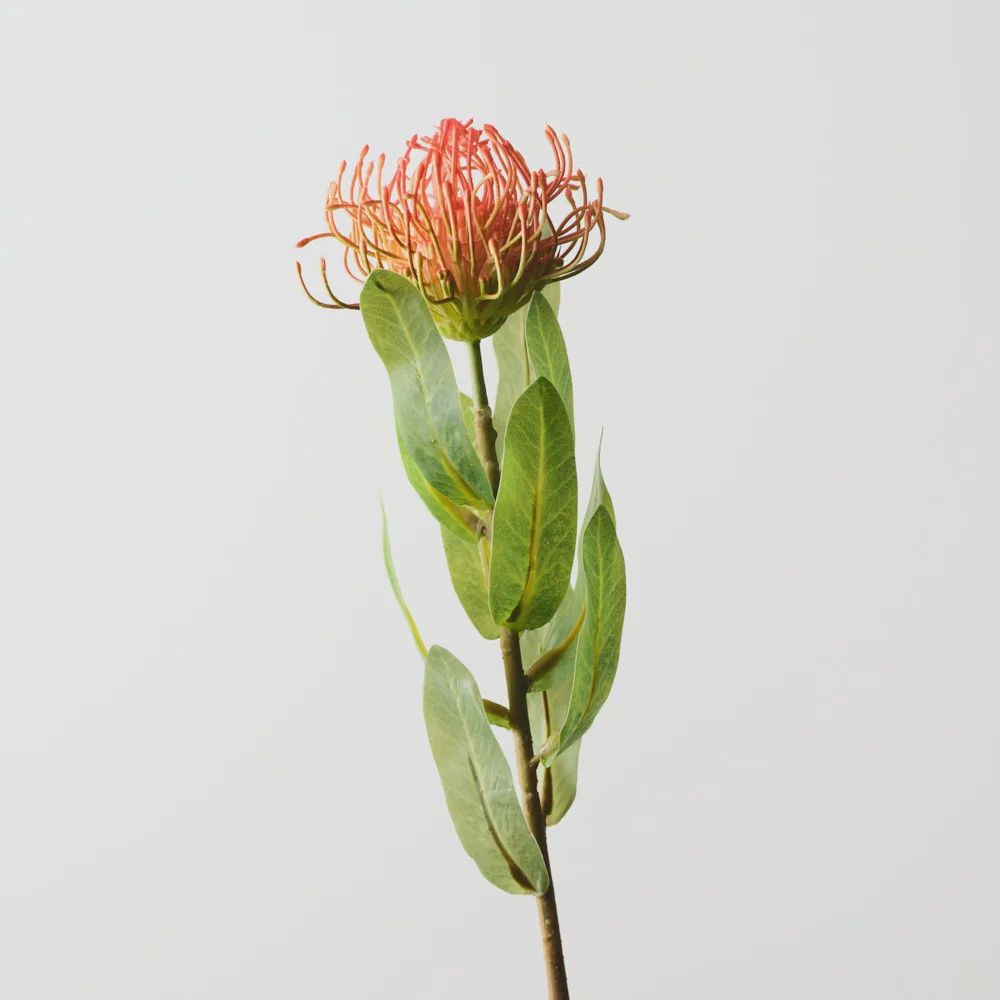 Protea Leucospermum Rust