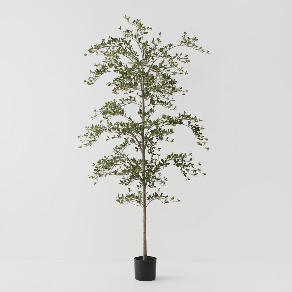 Black Olive Tree 210cm