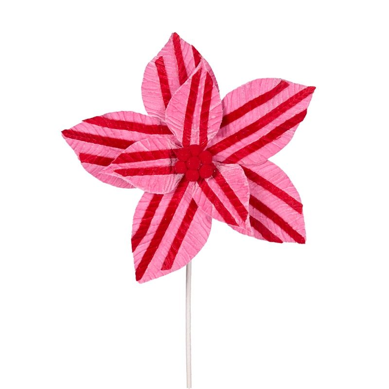 Pink And Red Stripe Poinsettia