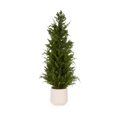 122 CM Potted Spruce Tree