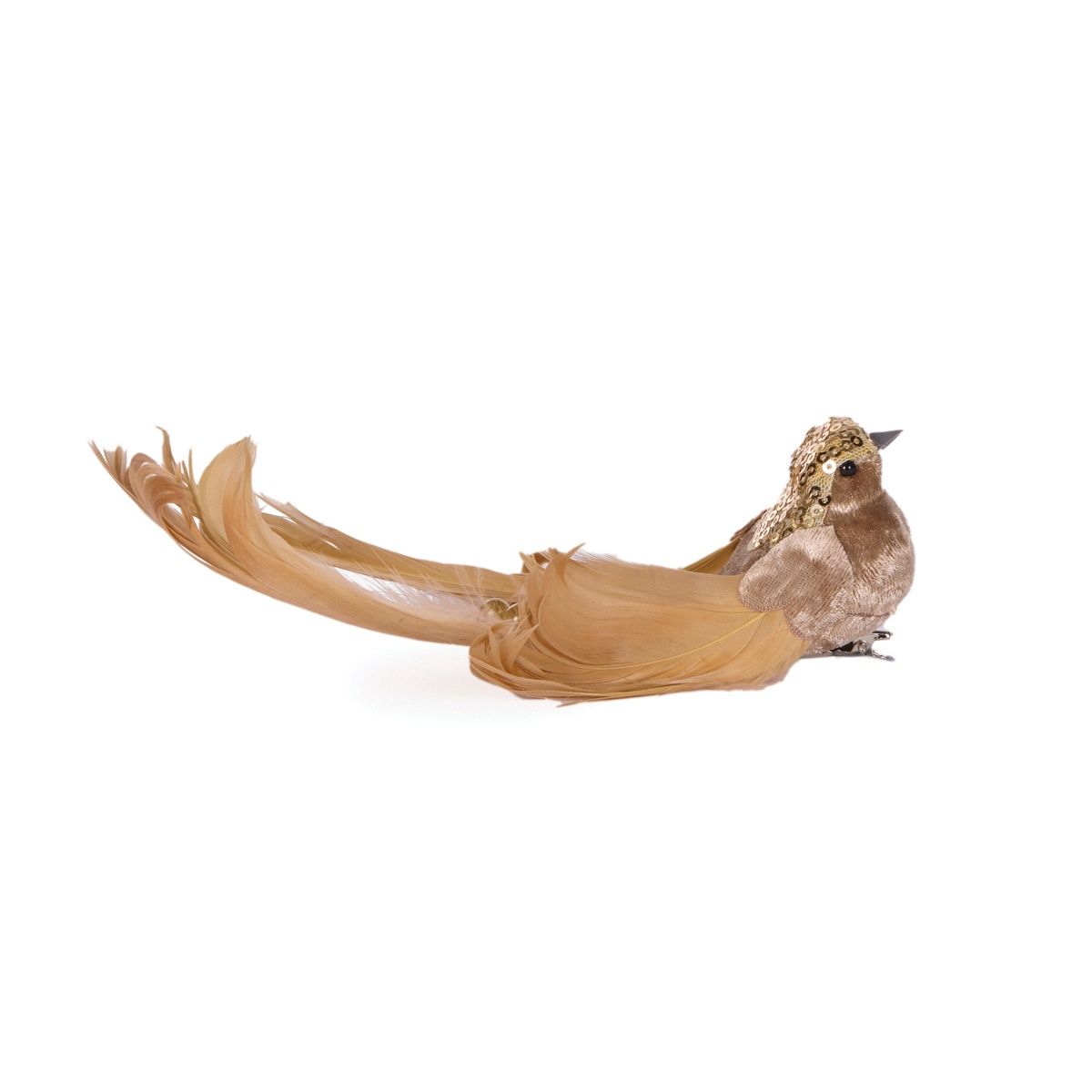 Tan Adorned Bird