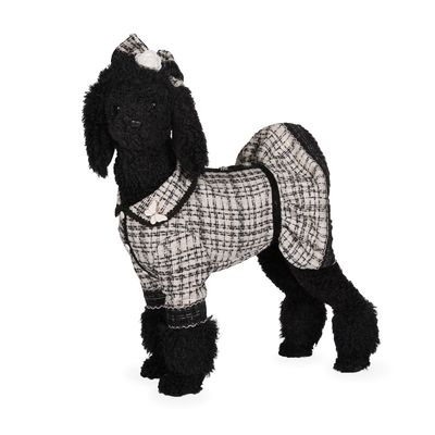 Parisian Poodle In Dress
