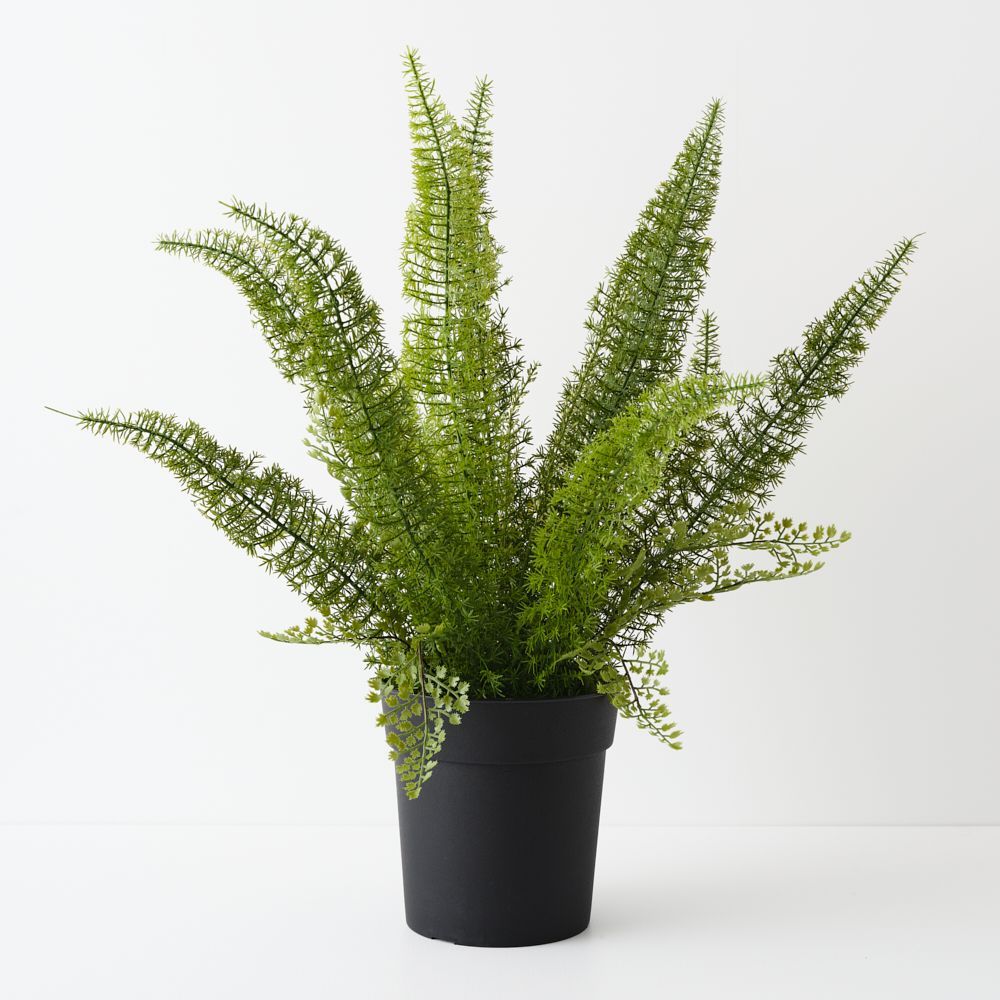Foxtail Fern Plant Green 60cm
