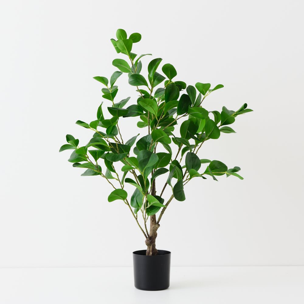 Peperomia Tree Green 80cm