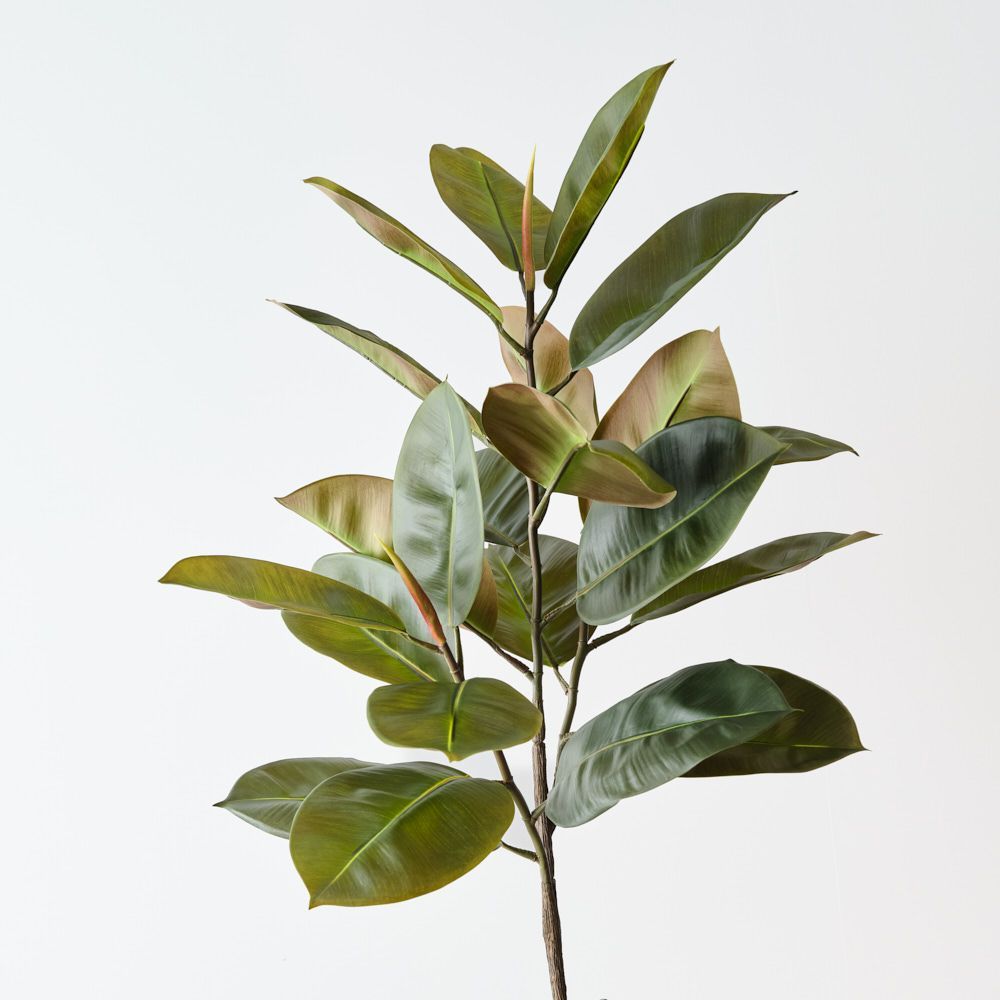 Rubber Leaf Bush Green 81cm