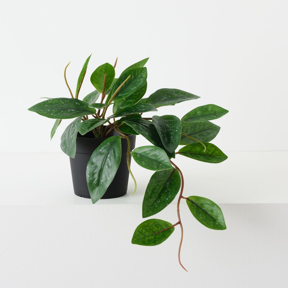 Hoya Carnosa Plant Green 20cm