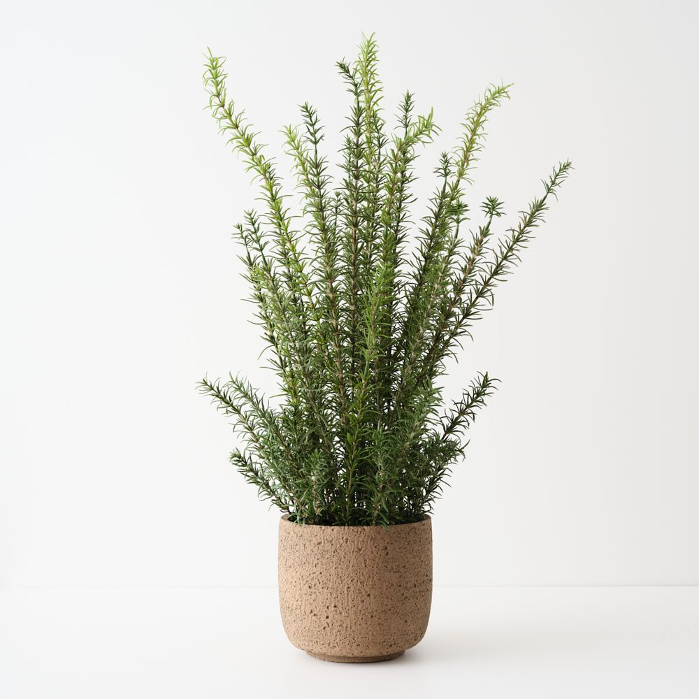 Rosemary Plant Green 78cm