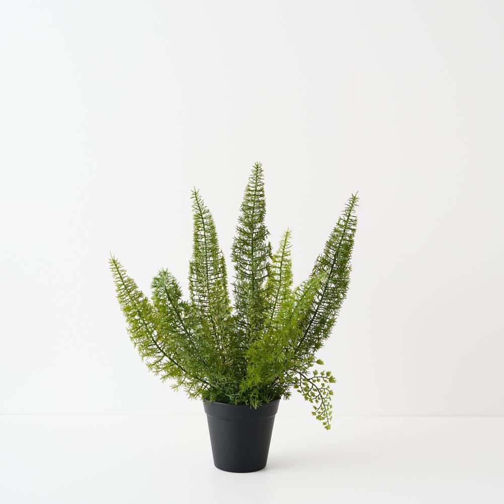 Foxtail Fern Plant Green 50cm