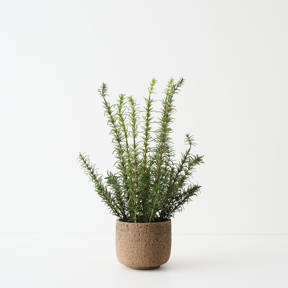 Rosemary Plant Green 45cm