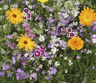 WILD FLOWERS